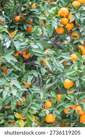 A tree full of oranges is shown in the image. The oranges are ripe and ready to be picked. The tree is lush and green, with many leaves and branches. The oranges are spread out throughout the tree