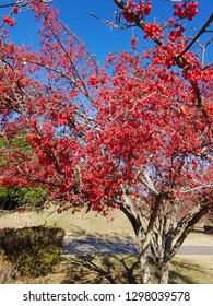 A tree full of red berries. Cornus 