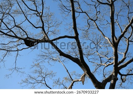 A tree full of wasp nests in central Sri Lanka. 