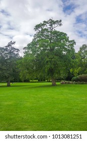 Tree in garden