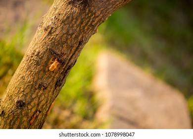 Tree in the garden