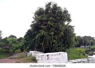 tree in garden