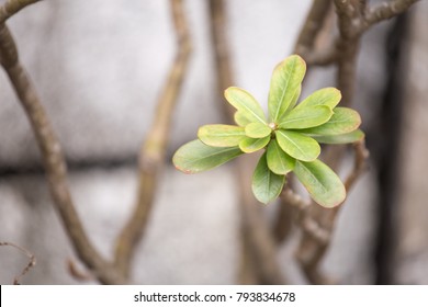 Tree in the garden