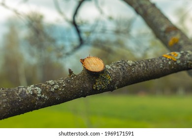 Tree in the garden with a cut branch - Powered by Shutterstock