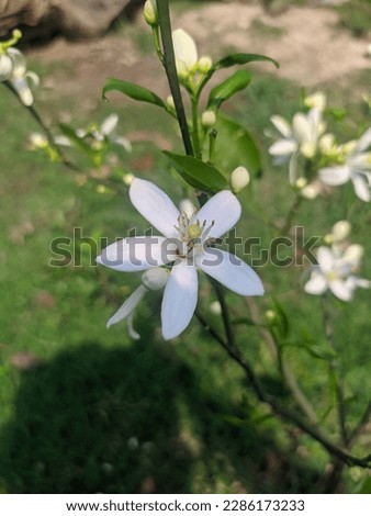 A tree in the garden is showing some white flowers. This flower is called Malta flower in native language.
