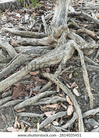 A tree in the garden whose roots are sticking out
