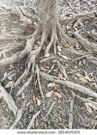A tree in the garden whose roots are sticking out