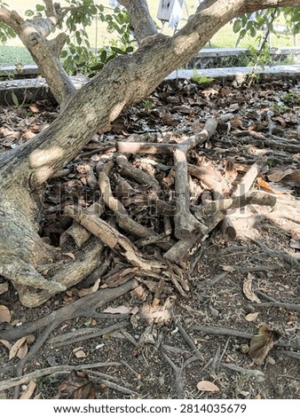 A tree in the garden whose roots are sticking out