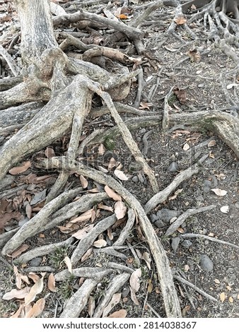 A tree in the garden whose roots are sticking out