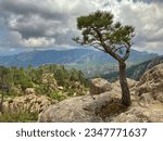 A Tree and Geological Formations in Corsica National Park, France