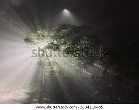 A tree glowing with dramatic light rays from a street lamp on a foggy night. Mysterious and atmospheric scene in the darkness.