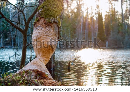 tree gnawed by the beaver, the beaver teeth marks on a tree trunk