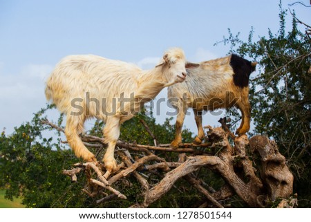The Tree Goats of Morocco also known as Arganian goats