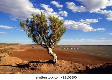 Tree In Gobi Desert, Mongolia