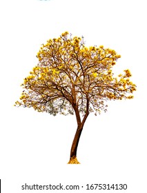 Tree of Gold or Tabebuia aurea or Silver Trumpet Tree, tropical flower growing up on the roadside isolated on white background.