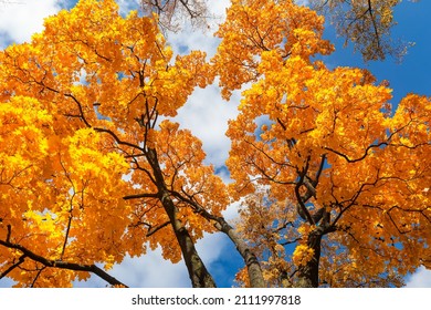 tree with golden leaves in autumn and sunbeams. Tree crown in the park against the blue sky - Shutterstock ID 2111997818
