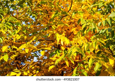 Tree with golden leaves in autumn and sunrays. autumn park or garden for bokeh background.