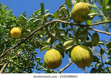 A tree with grapefruit viewed from below, blue sky background, four grapefruits highlighted