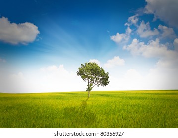 Tree Grass Field Stock Photo 80356927 | Shutterstock