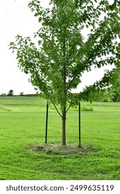 Tree and grass in a yard