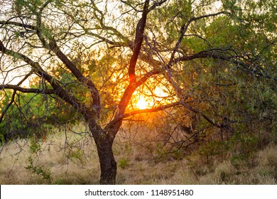 A Tree In A Grassy Plan Along Side Large Bushes With The Sun Setting Behind It In Arbor Hills Nature Preserve.