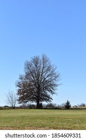 Tree in a green field