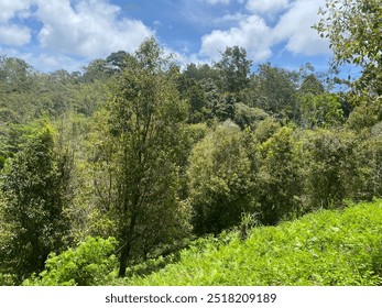 Tree in the green forest