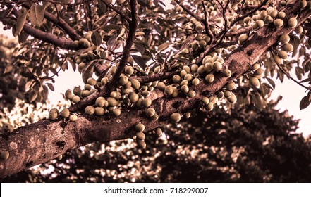 Tree With Green Fruit