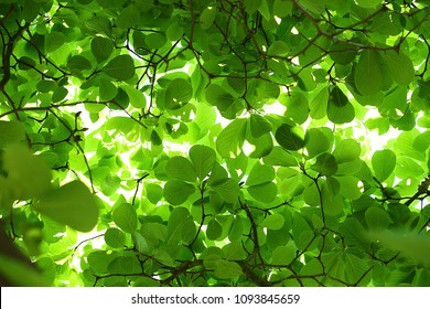 Tree Green Leaf Backlit Background
 - Powered by Shutterstock