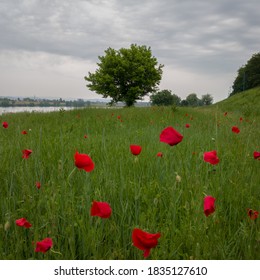 A tree with a green leaf in a field with tall grass and red flowers of a field poppy on the bank of the Sava River during a gloomy cloudy day.