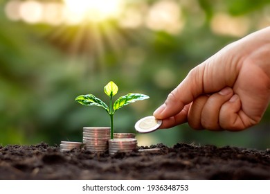 Tree With Green Leaves Growing From The Coin And Natural Green Background Blurred Finance And Money Management Concept For SME.