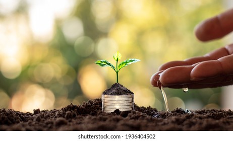 Tree with green leaves growing from coin and natural green background blurred finance and money management concept for SME.