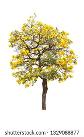 Silver Yellow Flower Tree Isolated Imagenes Fotos De Stock Y Vectores Shutterstock