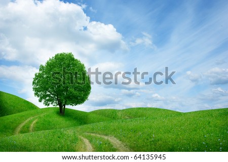 tree in green meadow