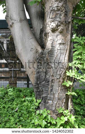 Similar – Image, Stock Photo Playing cats Climbing