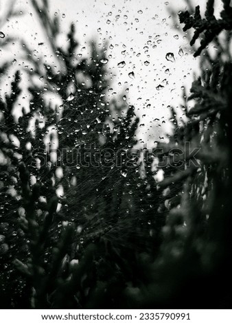 Tree green spiderweb waterdrop rainyday