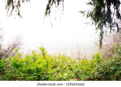 Tree Greenery Background