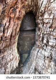 A Tree Grew Around And Is Swallowing Ned Kelly’s Armour.