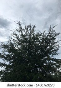 A tree with grey clouds in background