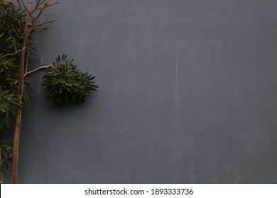 tree with grey wall background