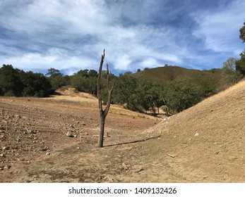 Tree In The Ground By Anderson Lake