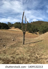 Tree In The Ground At The Edge Of A Anderson Lake.