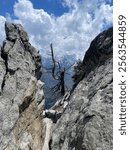 Tree growing between two rocks on top of Moro rock in Sequoia