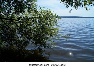 A Tree Growing Close To The Sea (Mälaren) In Sigtuna, Sweden.