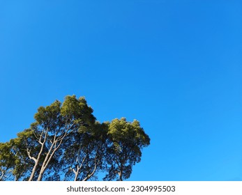 A tree growing in a cloudless blue sky - Powered by Shutterstock