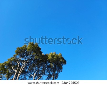 A tree growing in a cloudless blue sky