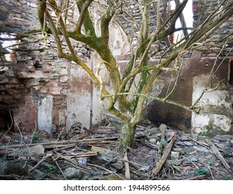 Tree growing inside old building ruins. UK.