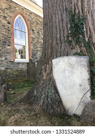 Tree Growing Into Headstone Sleepy Hollow Cemetery