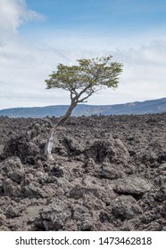 Tree Growing From Lava Flow In The Conguillío National Park, Araucania, Chile