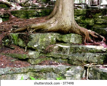 A Tree Growing Up In Niagara Escarpment